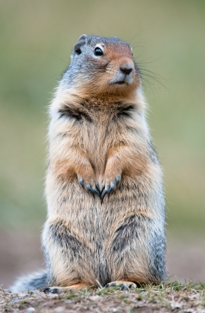16016959 - cute ground squirrel in banff national park, canada