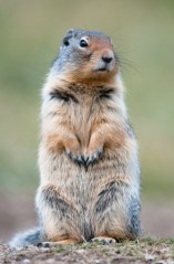 16016959 - cute ground squirrel in banff national park, canada