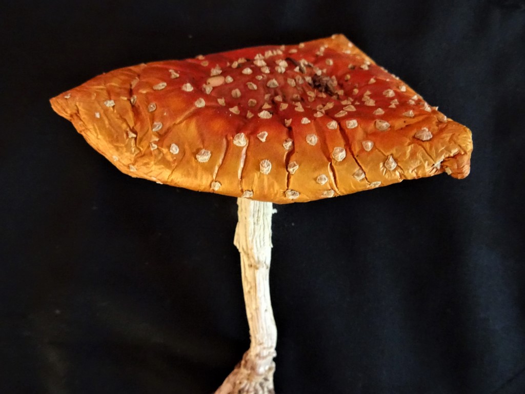 DSC00592 (Medium).JPG