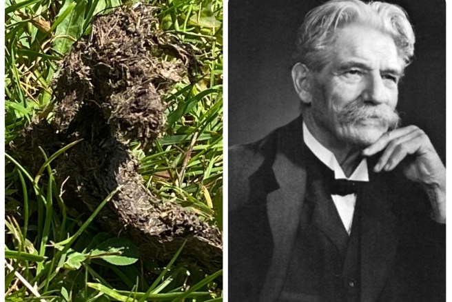 Albert Schweitzer